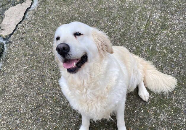 5 year old Golden Retrievers for sale in South Molton, Devon - Image 3