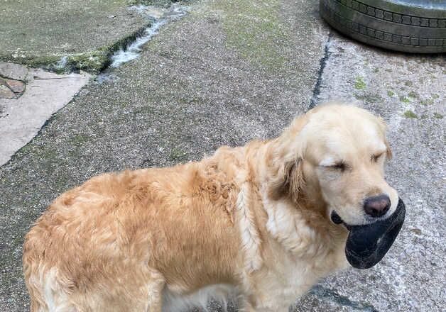 5 year old Golden Retrievers for sale in South Molton, Devon - Image 4