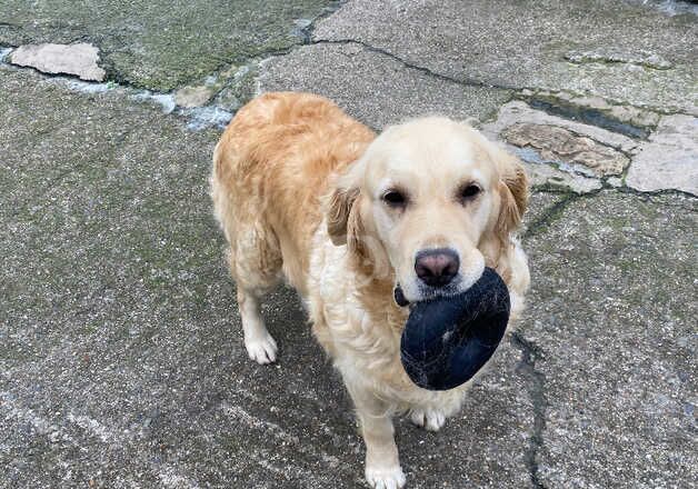 5 year old Golden Retrievers for sale in South Molton, Devon - Image 5