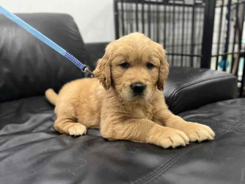 6 beautiful Golden Retriever puppies for sale in Liverpool, Merseyside