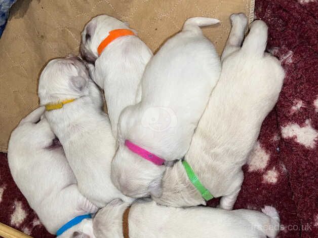 6 male cream golden retrievers for sale in Faversham, Kent