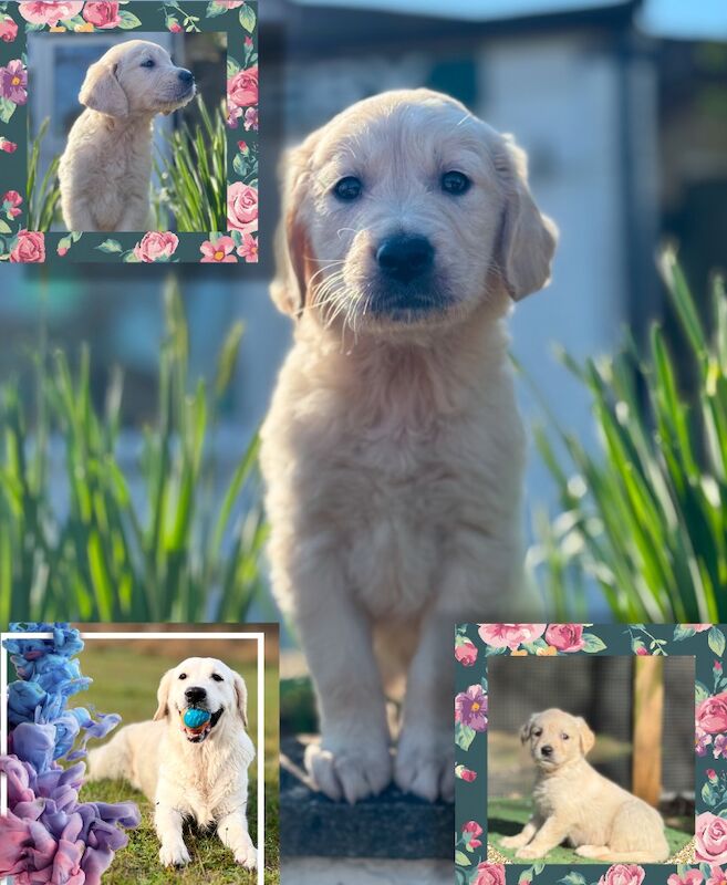 7 adorable golden retriever puppies for sale in Hampton Hill, Greater London