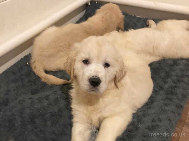 7 beautiful Golden Retriever puppies for sale in Godalming, Surrey