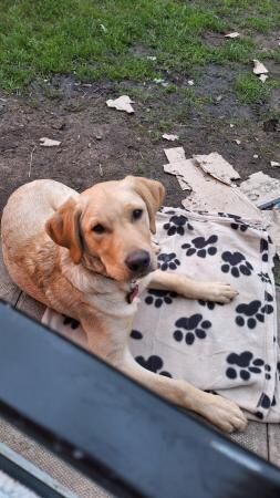 7 month old Goldador looking to be rehomed for sale in Warrington, Cheshire - Image 2