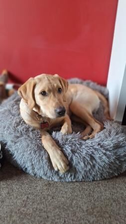 7 month old Goldador looking to be rehomed for sale in Warrington, Cheshire - Image 3