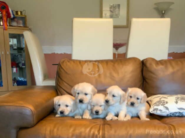 7 Stunning Golden Retriever Puppies for sale in Ebbw Vale/Glyn Ebwy, Blaenau Gwent