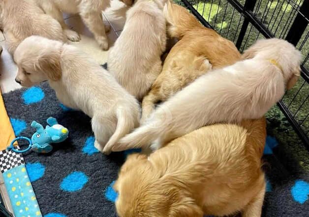 7 weeks fantastic golden retiever puppy for sale in Southend-on-Sea, Essex - Image 2