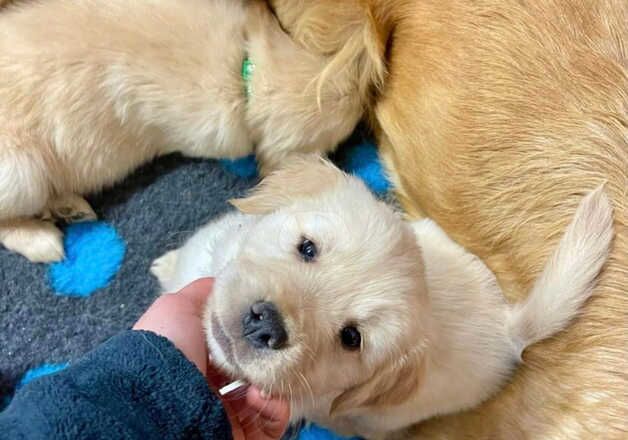 7 weeks fantastic golden retiever puppy for sale in Southend-on-Sea, Essex - Image 3