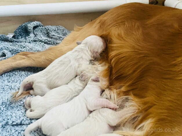 8 Beautiful KC registered Golden Retriever puppies for sale in Birmingham, West Midlands - Image 4