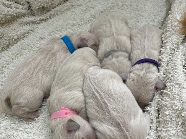 8 Beautiful KC registered Golden Retriever puppies for sale in Birmingham, West Midlands - Image 5