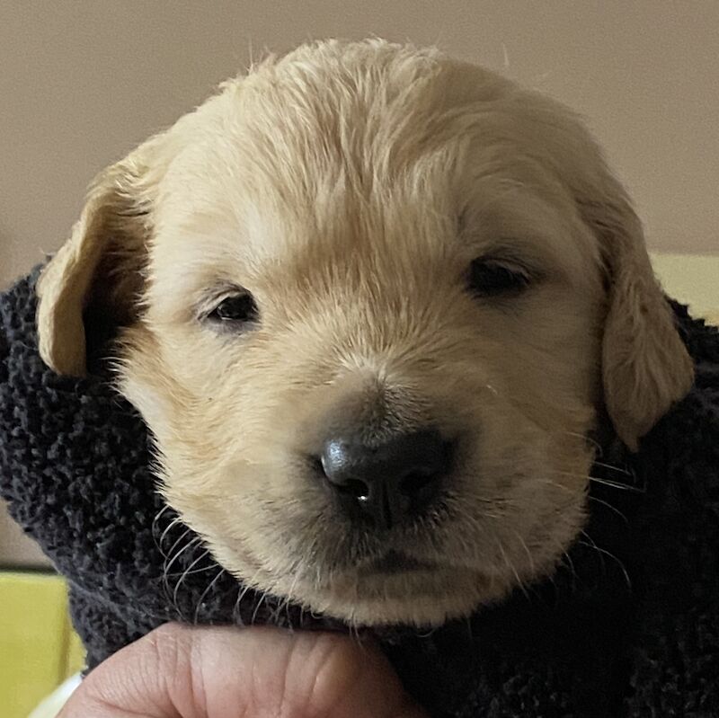 8 golden retriever puppies fully KC REG health tested for sale in Hassocks, West Sussex - Image 10
