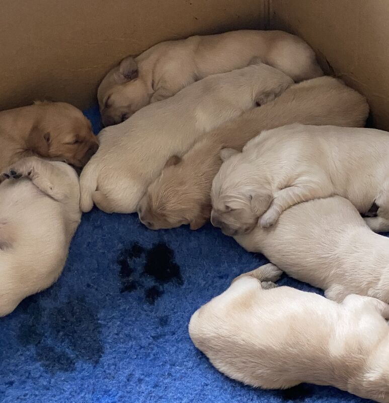 8 golden retriever puppies fully KC REG health tested for sale in Hassocks, West Sussex - Image 12