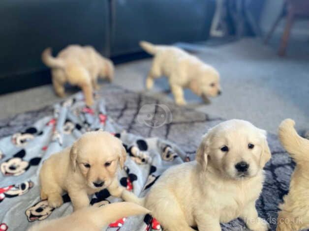 8 golden retriever puppies for sale in Dereham, Norfolk - Image 1