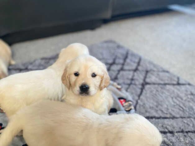 8 golden retriever puppies for sale in Dereham, Norfolk - Image 2