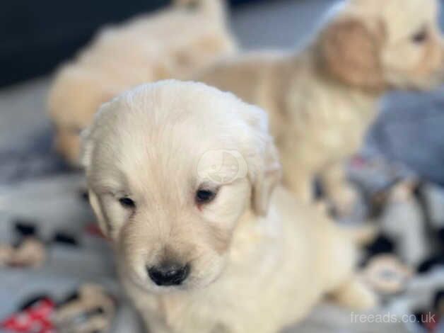 Golden Retriever Puppies for sale