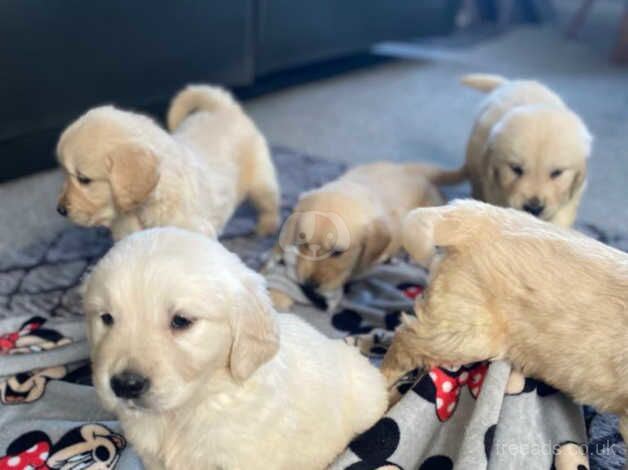 8 golden retriever puppies for sale in Dereham, Norfolk - Image 5