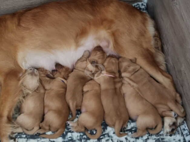 8 KC/Extensively Health Tested Dark Golden Retrievers puppies bred by K9 Trainer for sale in Warrington, Cheshire