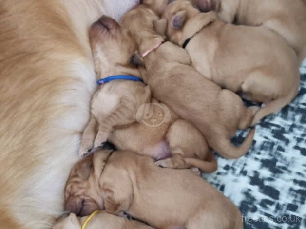 8 KC/Extensively Health Tested Dark Golden Retrievers puppies bred by K9 Trainer for sale in Warrington, Cheshire - Image 2