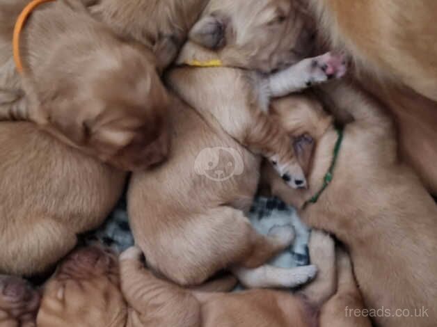 8 KC/Extensively Health Tested Dark Golden Retrievers puppies bred by K9 Trainer for sale in Warrington, Cheshire - Image 3