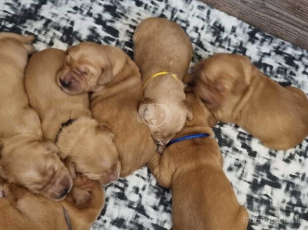 8 KC/Extensively Health Tested Dark Golden Retrievers puppies bred by K9 Trainer for sale in Warrington, Cheshire - Image 4