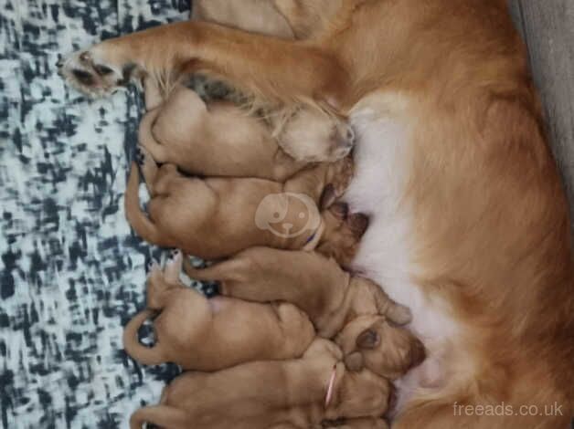 8 KC/Extensively Health Tested Dark Golden Retrievers puppies bred by K9 Trainer for sale in Warrington, Cheshire - Image 5