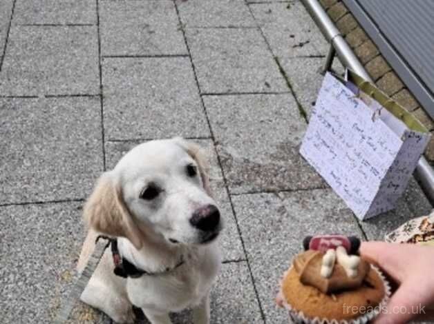 8 month old golden retriever for sale in Belfast - Image 1