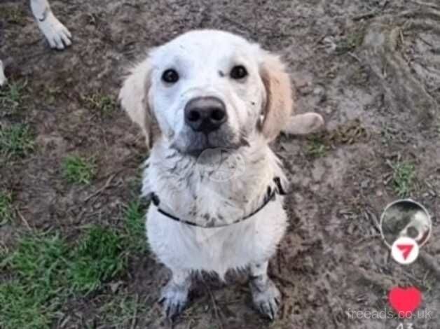 8 month old golden retriever for sale in Belfast - Image 2