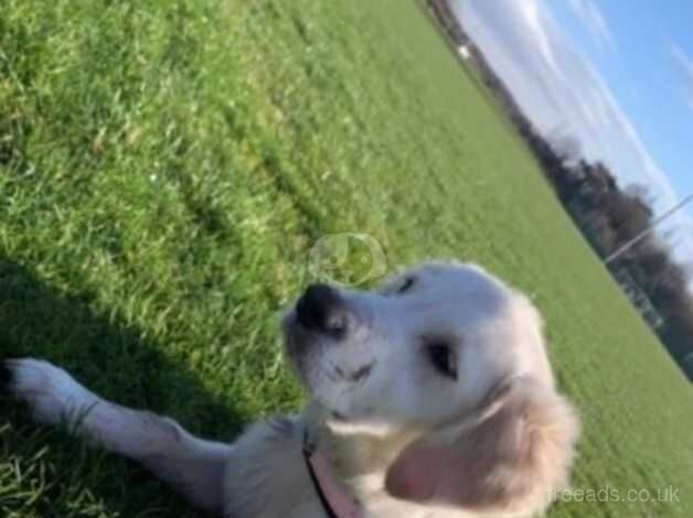 8 month old golden retriever for sale in Belfast - Image 3