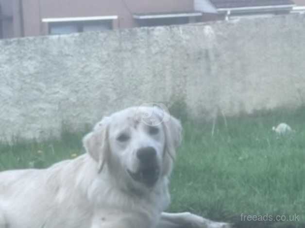 8 month old golden retriever for sale in Belfast - Image 4