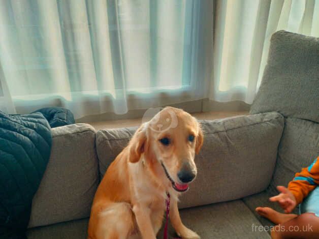 8 months old Golden retriever male for sale in Reading, Berkshire