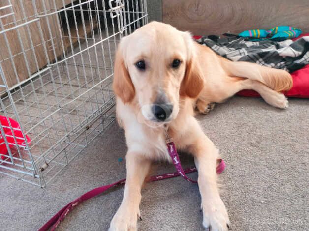 8 months old Golden retriever male for sale in Reading, Berkshire - Image 2