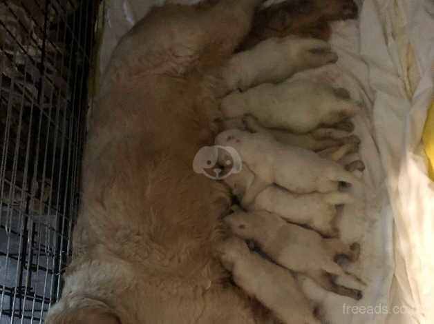 8 week old golden retriever puppies available now for sale in Doncaster, South Yorkshire