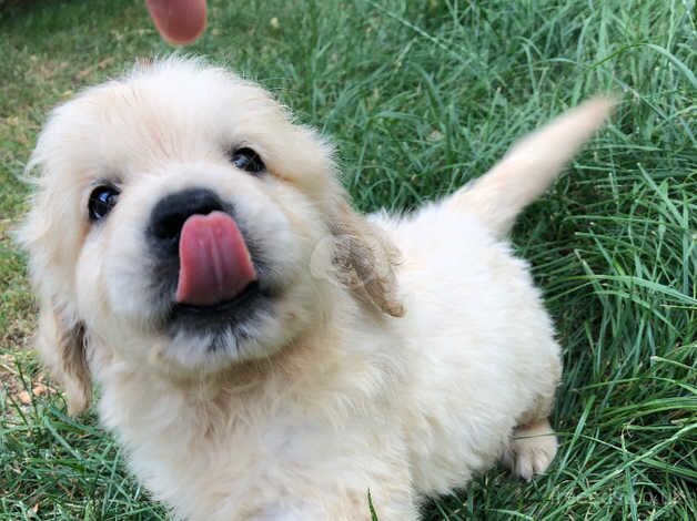 8 week old golden retriever puppies available now for sale in Doncaster, South Yorkshire - Image 2