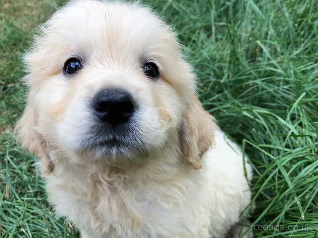 8 week old golden retriever puppies available now for sale in Doncaster, South Yorkshire - Image 3