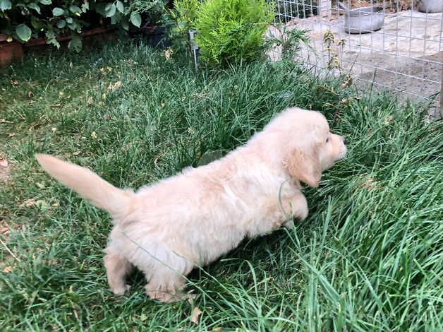 8 week old golden retriever puppies available now for sale in Doncaster, South Yorkshire - Image 4