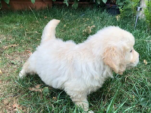 8 week old golden retriever puppies available now for sale in Doncaster, South Yorkshire - Image 5