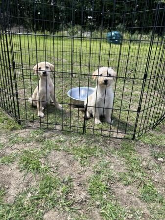 8 week old golden retriever x puppies for sale in Croydon, Croydon, Greater London - Image 2