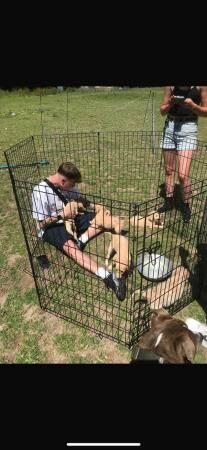 8 week old golden retriever x puppies for sale in Croydon, Croydon, Greater London - Image 5