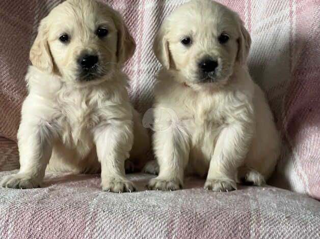 9 kc reg golden retriever puppies for sale in Market Drayton, Shropshire