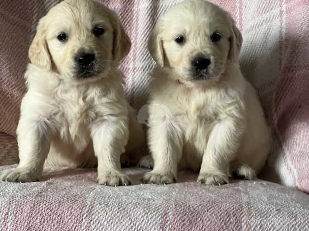 9 kc reg golden retriever puppies for sale in Market Drayton, Shropshire - Image 1