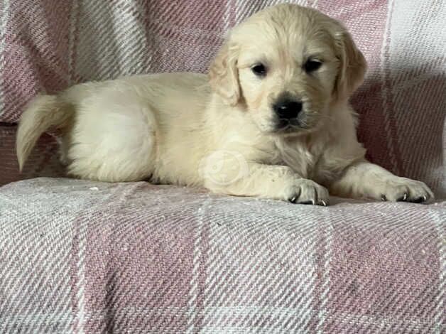 9 kc reg golden retriever puppies for sale in Market Drayton, Shropshire - Image 2