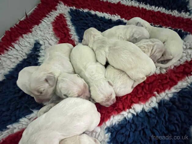 9 kc reg golden retriever puppies for sale in Market Drayton, Shropshire - Image 3