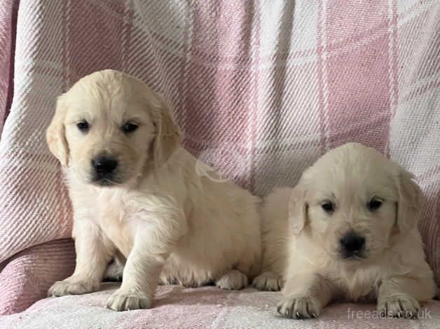 9 kc reg golden retriever puppies for sale in Market Drayton, Shropshire - Image 4