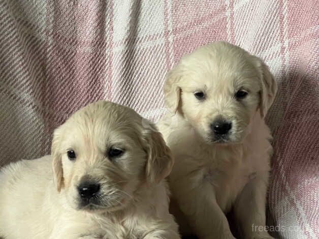 9 kc reg golden retriever puppies for sale in Market Drayton, Shropshire - Image 5