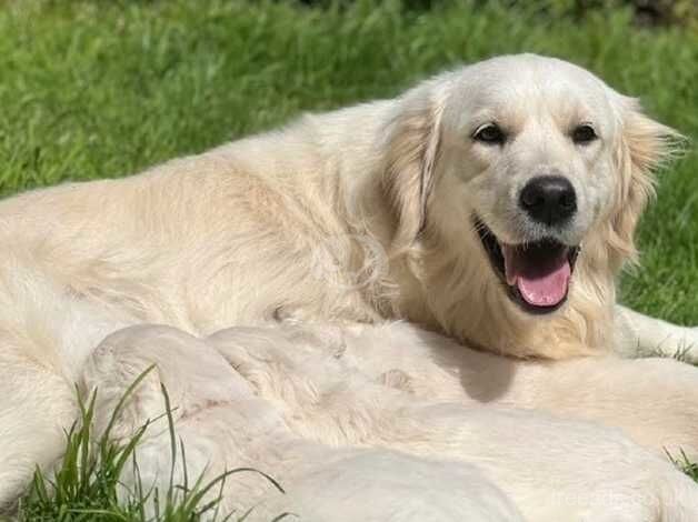 A beautifil girl puppy Kc reg from show & working parents for sale in Umberleigh, Devon - Image 2