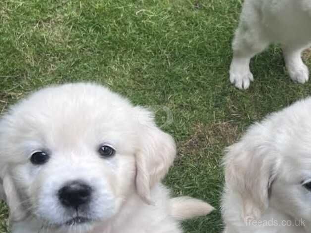 A beautifil girl puppy Kc reg from show & working parents for sale in Umberleigh, Devon - Image 5