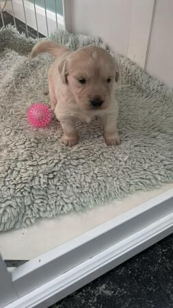 A beautiful golden retriever puppy for sale in Bradford, West Yorkshire