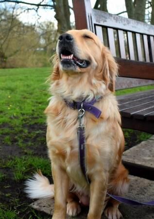 A beautiful golden retriever puppy for sale in Bradford, West Yorkshire - Image 2