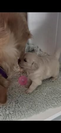 A beautiful golden retriever puppy for sale in Bradford, West Yorkshire - Image 3