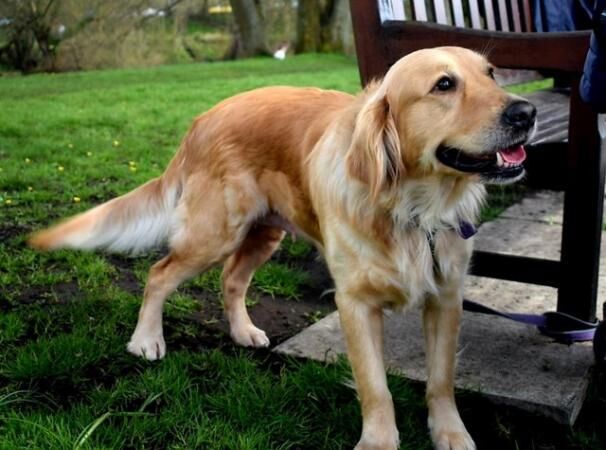 A beautiful golden retriever puppy for sale in Bradford, West Yorkshire - Image 4